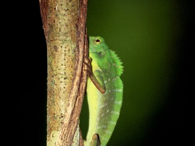 Agamid lizard (2)